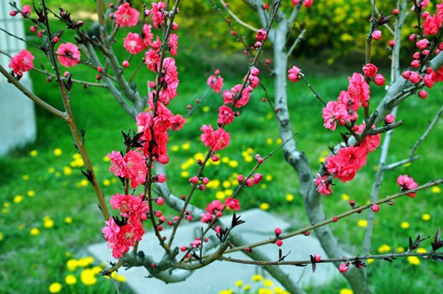 “青岛正大杯”摄影大赛作品撷赏（花卉）